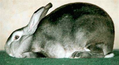Chinchilla Buck Bred by the Swanson Family